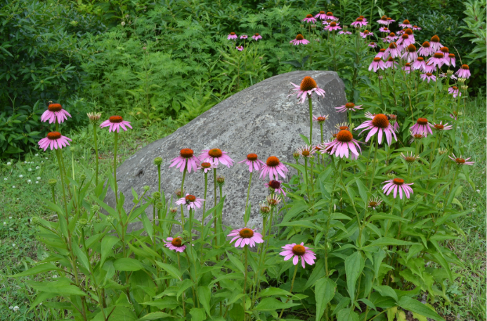 native plants