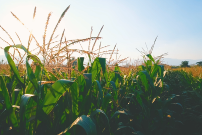 corn field