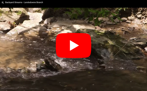 Backyard Streams - Landsdowne Branch