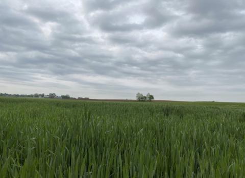 The image depicts a large green field under a cloudy sky. It captures the vast agricultural landscape.