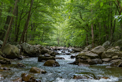 forest stream